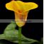 Artificial flower calla lily anthurium price jasmin flower garland calla lily bulbs in good quality
