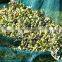 hdpe plastic mesh uv resistant olive fly harvest net for agriculture