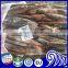 100-150g 150-200g Frozen Illex Squid