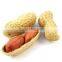 BOLD PEANUT IN SHELL 18-22 COUNT