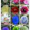 Indoor Plant and Outdoor Plant Camellia Japonica
