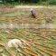 100% natural cassia powder, cinnamon powder, split cassia best price