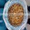 pickled nameko mushroom in brine canned mushroom brined nameko mushroom