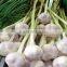 Haccp of China Garlic with High Quality