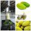 Vertical Melon Wax Gourd Pumpkin Peeling Machine
