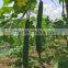 HAIRYALI F1 Hybrid Sponge Gourd Seeds