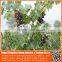 best selling 100% virgin hdpe / pe net , plastic knitted vineyard anti bird netting
