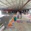 good service modern design broiler breeder farm