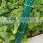 Dyed green bamboo sticks for garden&agriculture