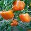 orange pepper seeds sweet pepper greenhouse plant  pepper seeds no.24