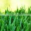 Super Grade Wheat Grass Powder At Your Door Steps
