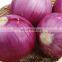 direct factory vegetables iqf frozen onion hot selling delicious quality