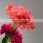 Fresh color Flame Orange cut fresh carnations