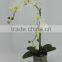 potted plant artificial orchid flowers