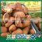 Bulk China Direct Hot Sale Price Open Pine Nuts in Shell