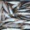 Wholesale Products WR Frozen Sardine 20-25pcs/kg With High Quality