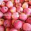 chinese red fuji apple 2015