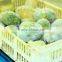 FROZEN MANGO ( 2015 new crops )