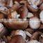 Shitake Mushroom Extract from GMP Certified Manufacturer
