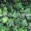 Frozen vegetable broccoli