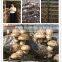 2015 new crop dried shiitake mushroom ,Best white flower mushroom