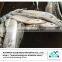 High Quality Fresh Frozen Pacific Saury