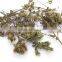 Herba Moslae,100% Natural Chinese Herb Medicine,Raw,Tea Bag Cut,Powder