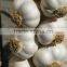 Fresh Normal White And Pure White Garlic