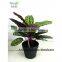 SAS201604 Cheap Artificial Green Plant Bonsai,Indoor Decor Green Plants