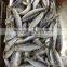 Fresh Frozen Sardine (Sardinella Longiceps) WR for Canning