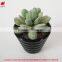 Wholesale artificial plants mini succulents for indoor decoration