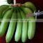 FRESH GREEN CAVENDISH BANANA