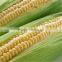 organic fiber/ corn fiber/ hollow PLA fiber