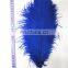 ostrich feather