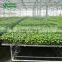 Grape Seedling Seedbed System Greenhouse For Sale