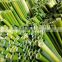 Vietnam Grass Straws With Best Price/100% Natural Product