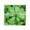 100%  gynostemma pentaphyllum extract