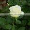 Cheap Avalanche snow white rose flower