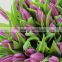 Cut Fresh manufacture scallop tulip stretch lace for lingerie