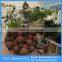 14-20mm Red Clay Balls Hydroponics,Expanded Clay Pellets