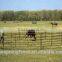  China Factory Cattle Panel