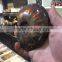 Natural rainbow ammonite fossils snail fossils specimen minerals