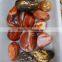 natural polished red agate stone rough free form for decorations