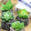 Newest Design Succulent Plants Mini Succulent Plant Artificial Plants Succulent Plant