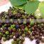 natural litsea cubeba oil litsea cubeba essential oil