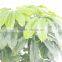 supply garden landscaping high imitation fortunate tree