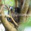 12MP Infrared Deer hunting camera, wildlife animal surveillance
