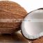 Healthy/Tasty/Edible SEMI Husked coconut