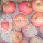 Fuji Apple/Fresh Apples/70MM, 75MM, 80MM,85MM UP