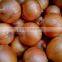 Best Selling Products Natural Yellow and Red Onion in Low Price